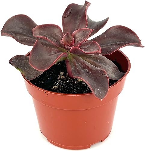 Planta suculenta Red Barron Echeveria, maceta de 4 pulgadas