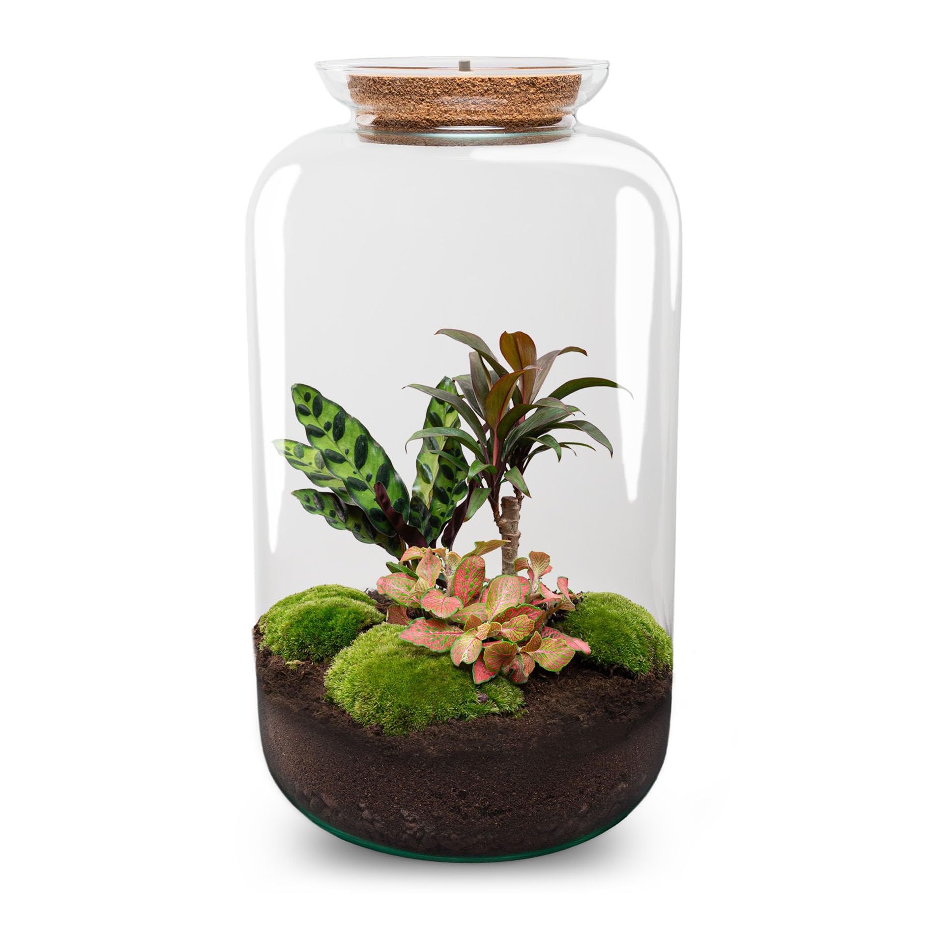 urbanjngl - Sven XL Palm Terrarium mit Licht - DIY Kit für Pflanzenökosystem - Ø 23 cm, Höhe 43 cm - Ideal für Zimmerpflanzen und kreative Gestaltung