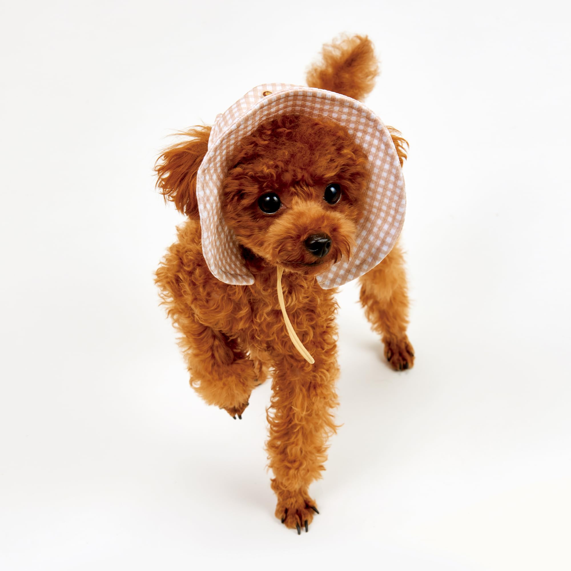 Amazon | マルカン 虫よけおさんぽハット Sサイズ 犬用 S サイズ