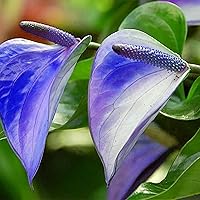 Vista 8 de 100 semillas de flores de anturio azul, semillas de plantas tradicionales para plantar jardín interior y exterior