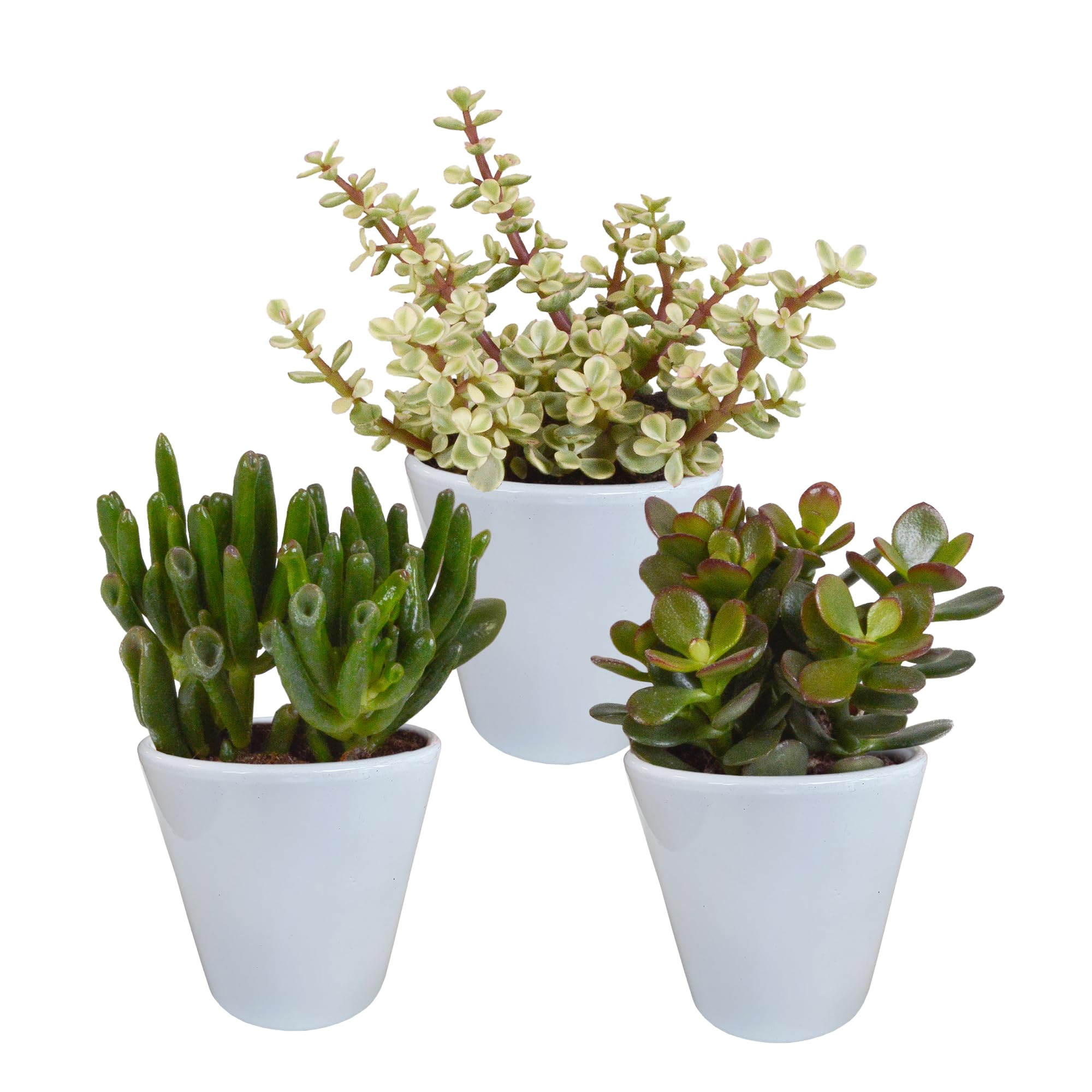 Mix Crassula in Vaso Bianco, Piante Grasse da Interno, 8.5 cm, Set da 3