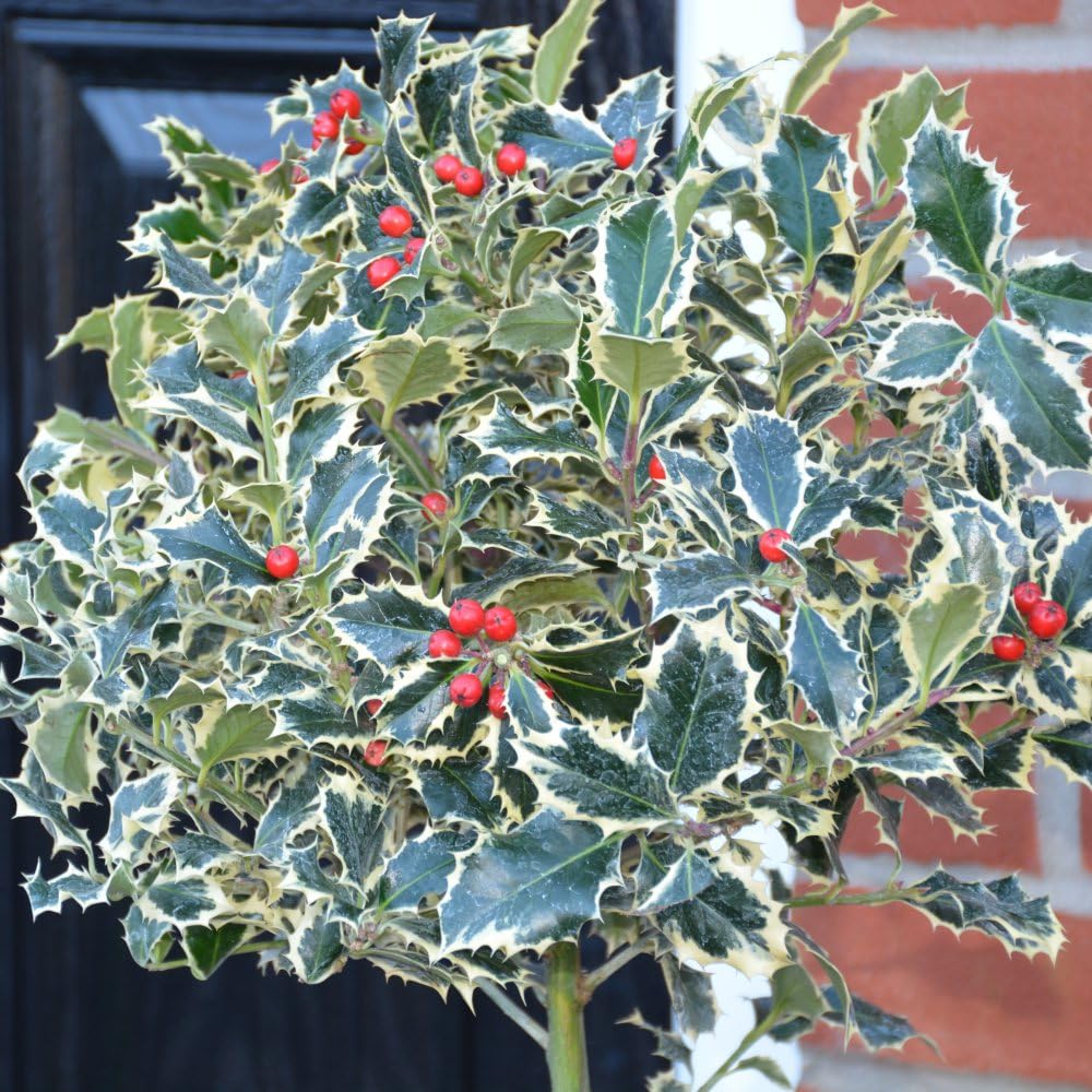 Holly 'Argentea Marginata' - Elegant Evergreen with Silver-Edged, Glossy Green Leaves, Perfect for Hedges, Borders, Winter Interest, Hardy and Low Maintenance 1X 3 Litre Pot by Thompson and Morgan