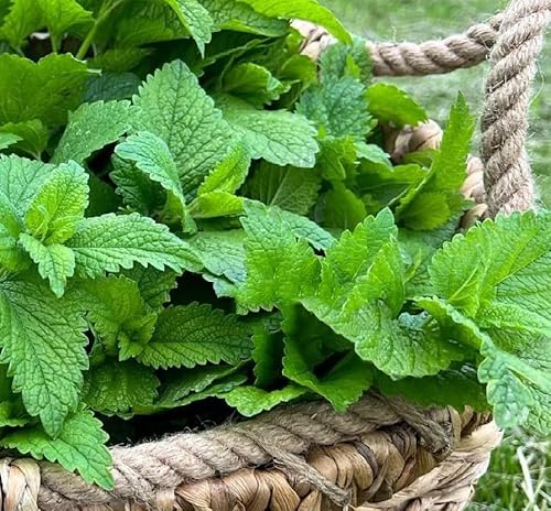 semi di melissa resistenti di selvatici perenni resistenti melissa biologica da orto per orto giardino da cucina 500pcs