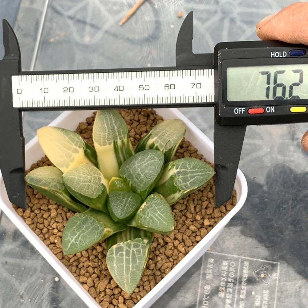 Amazon｜多肉植物 ハオルチア 特網コレクタ錦｜観葉植物 オンライン通販