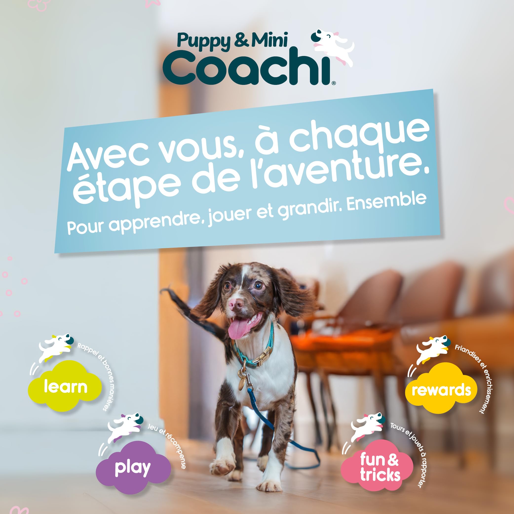 Coachi Whizzclick Sifflet et clicker combinés 2-en-1, sifflet d'éducation pour Chien pour Le Rappel, et clicker pour la récompense, Cordon réglable et réfléchissant, adapté aux Chiens et aux Chiots