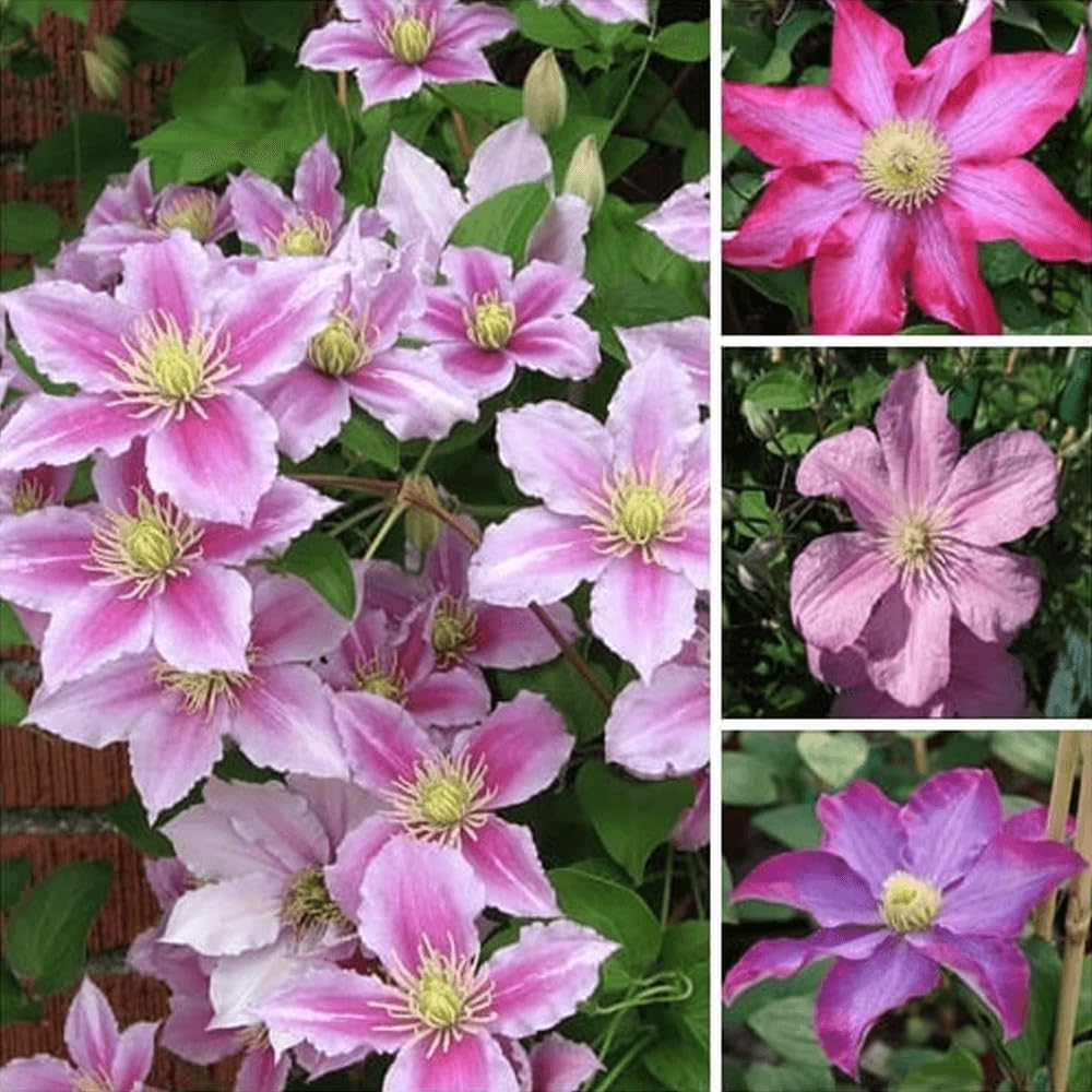 See full amazon price history chart for Clematis Seeds Clematis montana Mayleen Seeds Pink Vine Flowers Plant Seed Vines Climbing Plants Twining Plant Scandent Clematis Seeds Clematis montana Mayleen Seeds Pink Vine Flowers Plant Seed Vines Climbing Plants Twining Plant Scandent (B07119HK8F) Amazon Price History, Amazon Price Tracker
