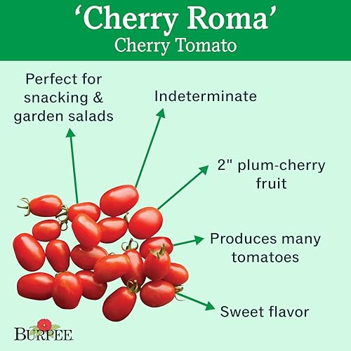 Miniatura 2 de Burpee Cherry Roma  Pasta Roja Tomate  Dulce Sabor  30 Semillas
