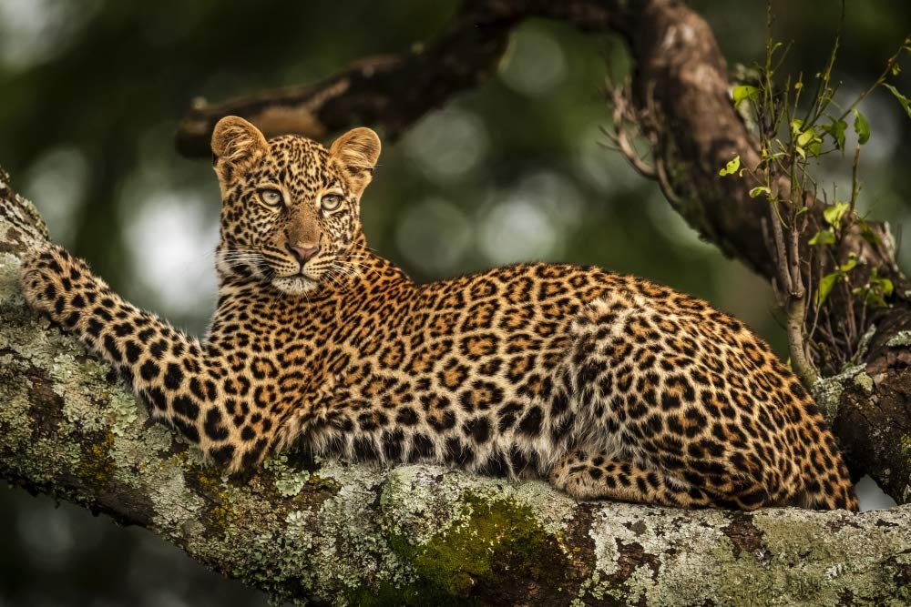 Close-up of leopard (Panthera pardus) lying on lichen-covered