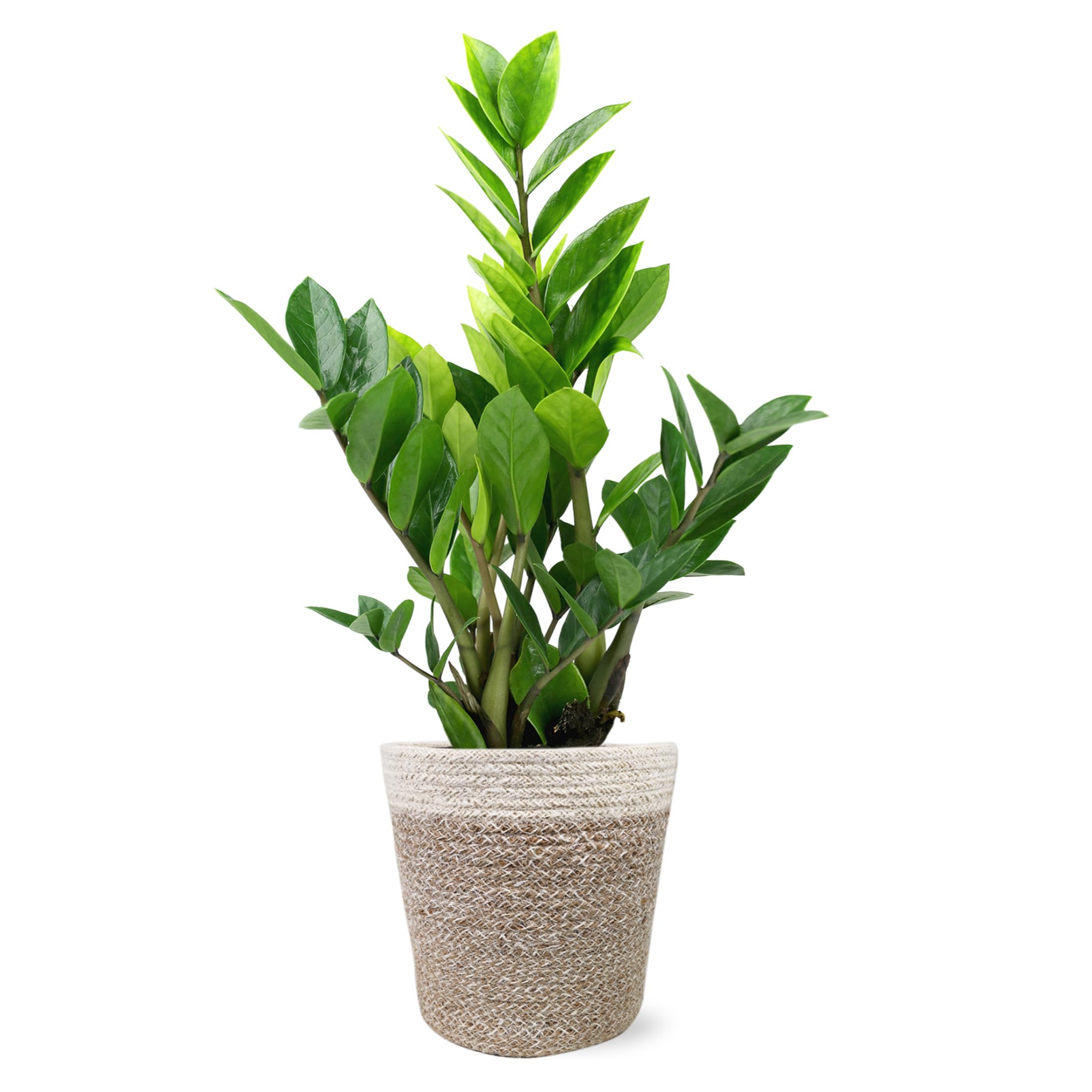 【OK plant】 Amazon.com : Green Circle Growers 5