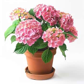 Amazon.co.jp: 【お花の京花伝 - Floréclat -】 生花 紫陽花
