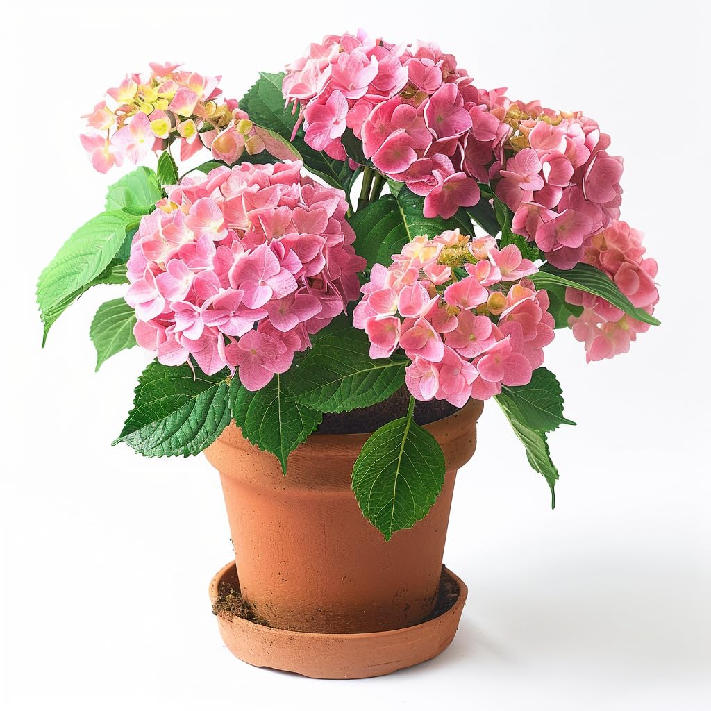 美空 限定MD 紫陽花の咲く道 生花】北空知のアジサイ アンティーク紫系【早締切-71】※商品