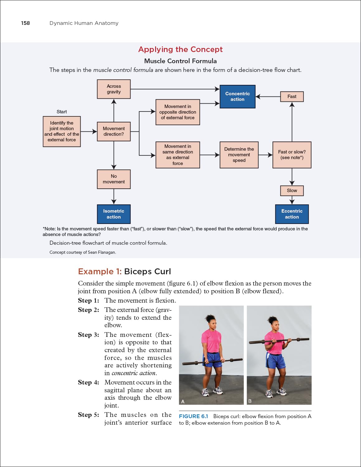 Dynamic Human Anatomy