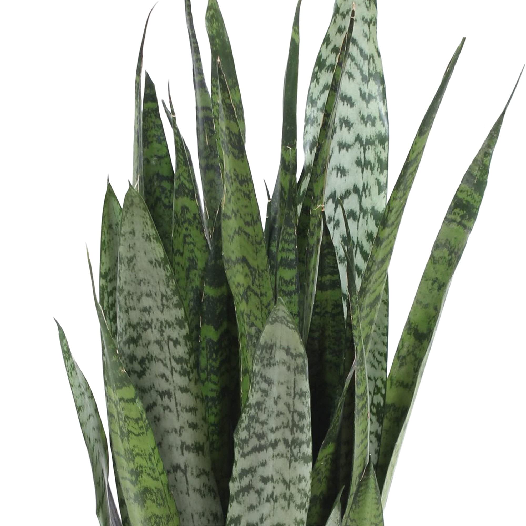 Sansevieria zeylanica | Luftreinigende Zimmerpflanze | Frauenzunge |  Bogenhanf | Hhe 80-90cm | Topfgre  21 cm : Amazon.de: Garten