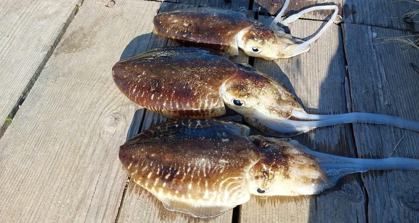 Pescasubito.com Kit Canna Pesca Eging Capture 1.80m + Mulinello Sword Seppia Calamaro Barca