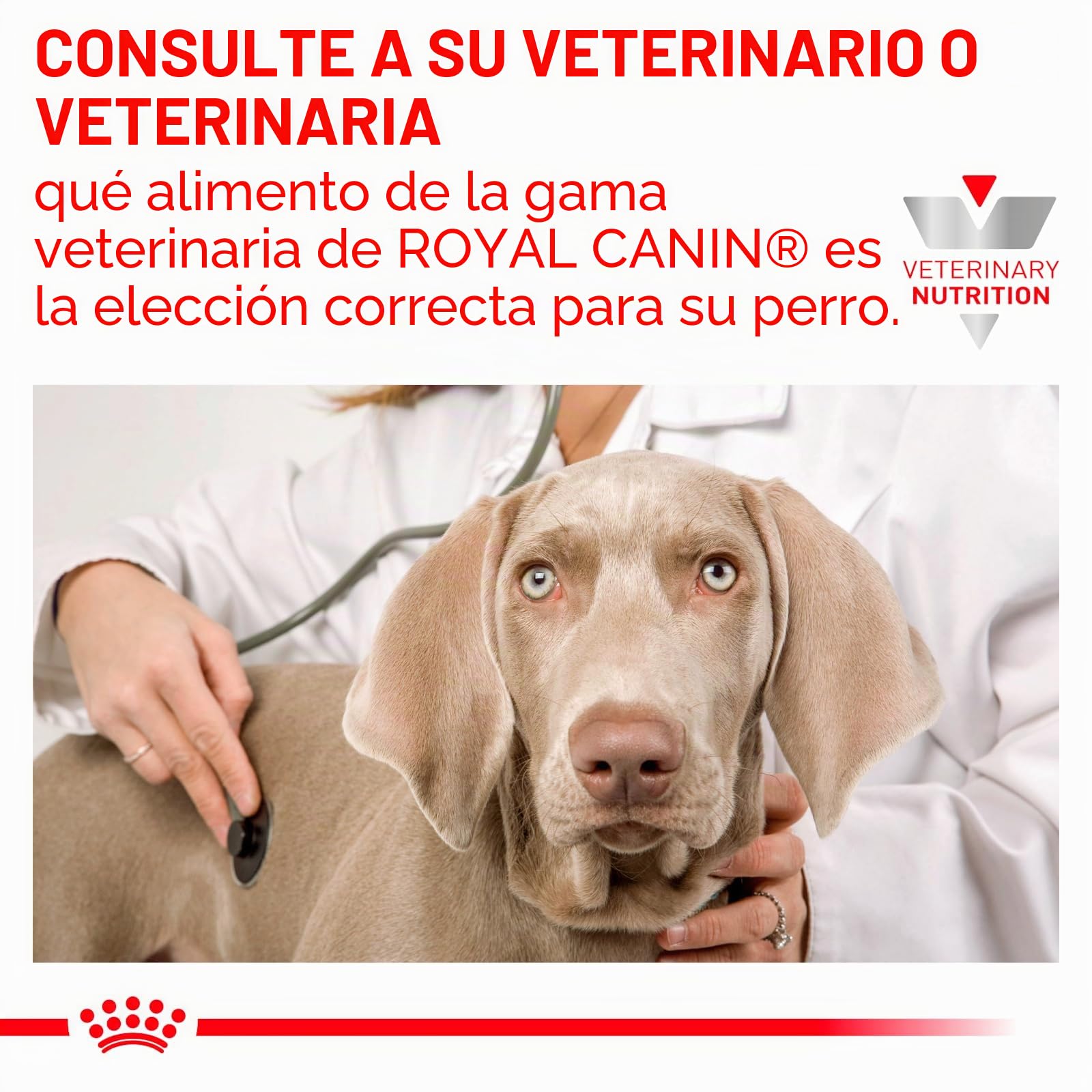 Royal Canin Veterinary Hepatic Mousse | 12 x 420 g | Alimento Completo para Perros Adultos | Puede Ayudar a Mantener la función hepática en Caso de insuficiencia hepática.