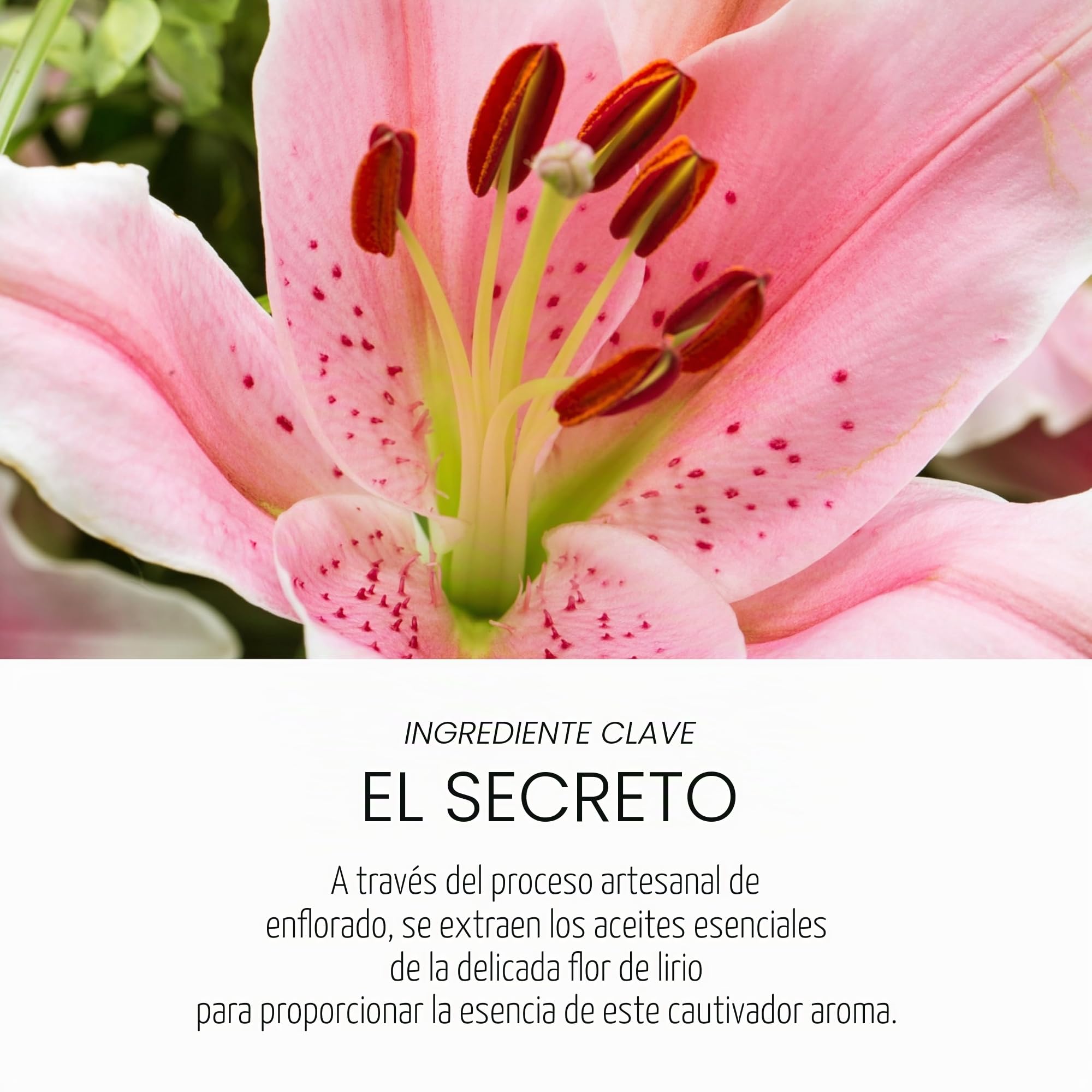O Boticário | Love Lily | Eau de Parfum Mujer | 75 ml | Perfume Mujer EDP | Ámbar Floral | Acorde Grand Rose y Lirio | Sensual y con carácter | Larga duración | Vegano