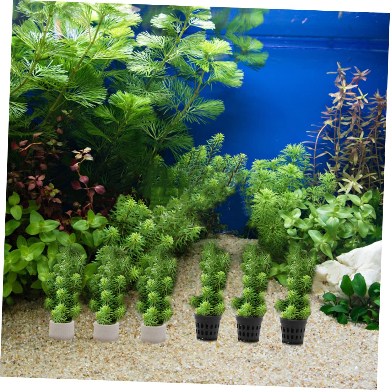 YARNOW 2 Set Coppa per piante acquatiche accessorio per piante acquatiche per acquario attrezzo per riparare le erbacce acquatiche fissatore per piante d'acquario ceramica