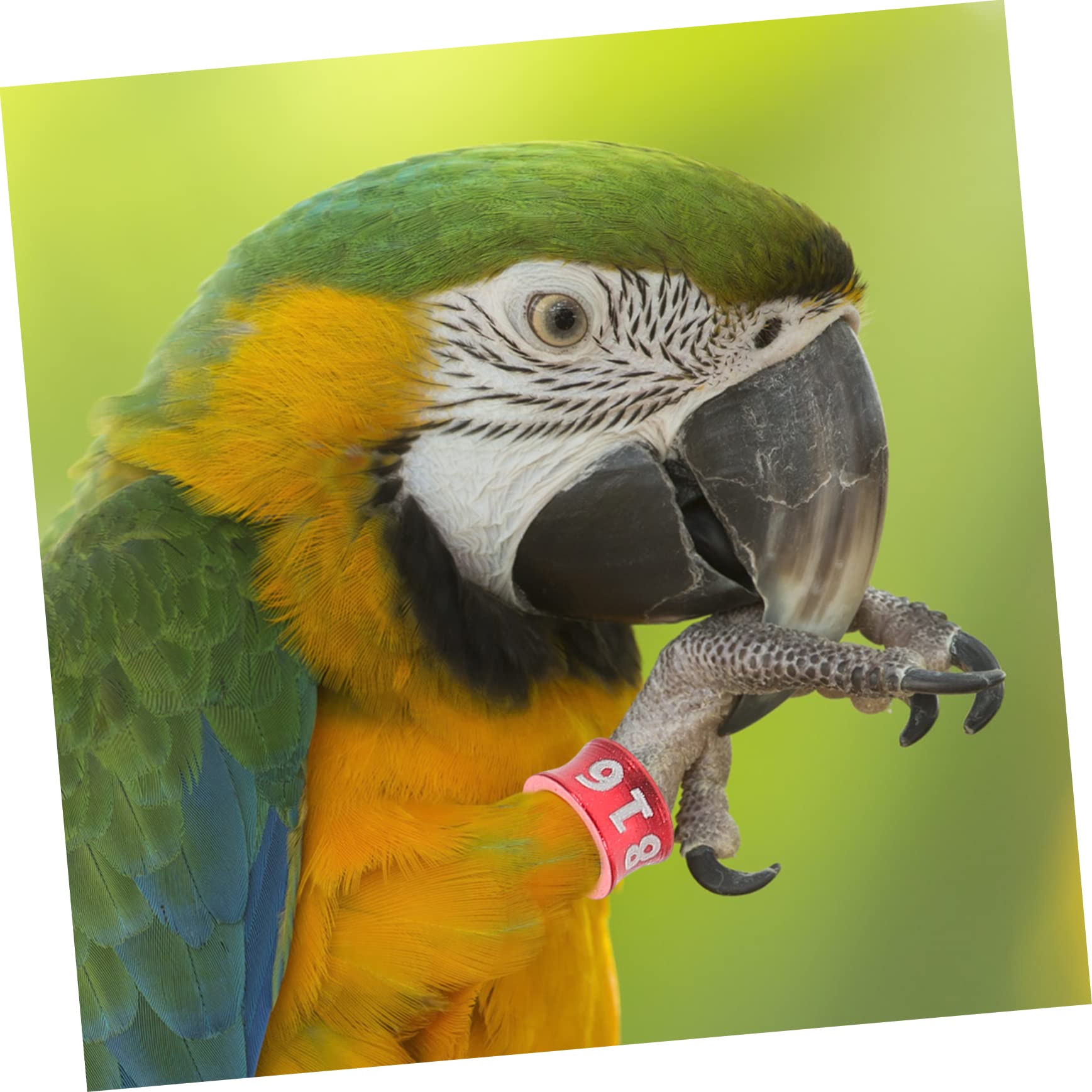 Pierścień do łapek kurczaka, pierścienie identyfikacyjne ptaków, pierścienie do nóg ptaków 50 szt. Drób Gęś na stopy Kaczki Przepiórka Lovebird Gołąb Zięba Game Ptactwo Papuga Gołębie Opaski identyfik
