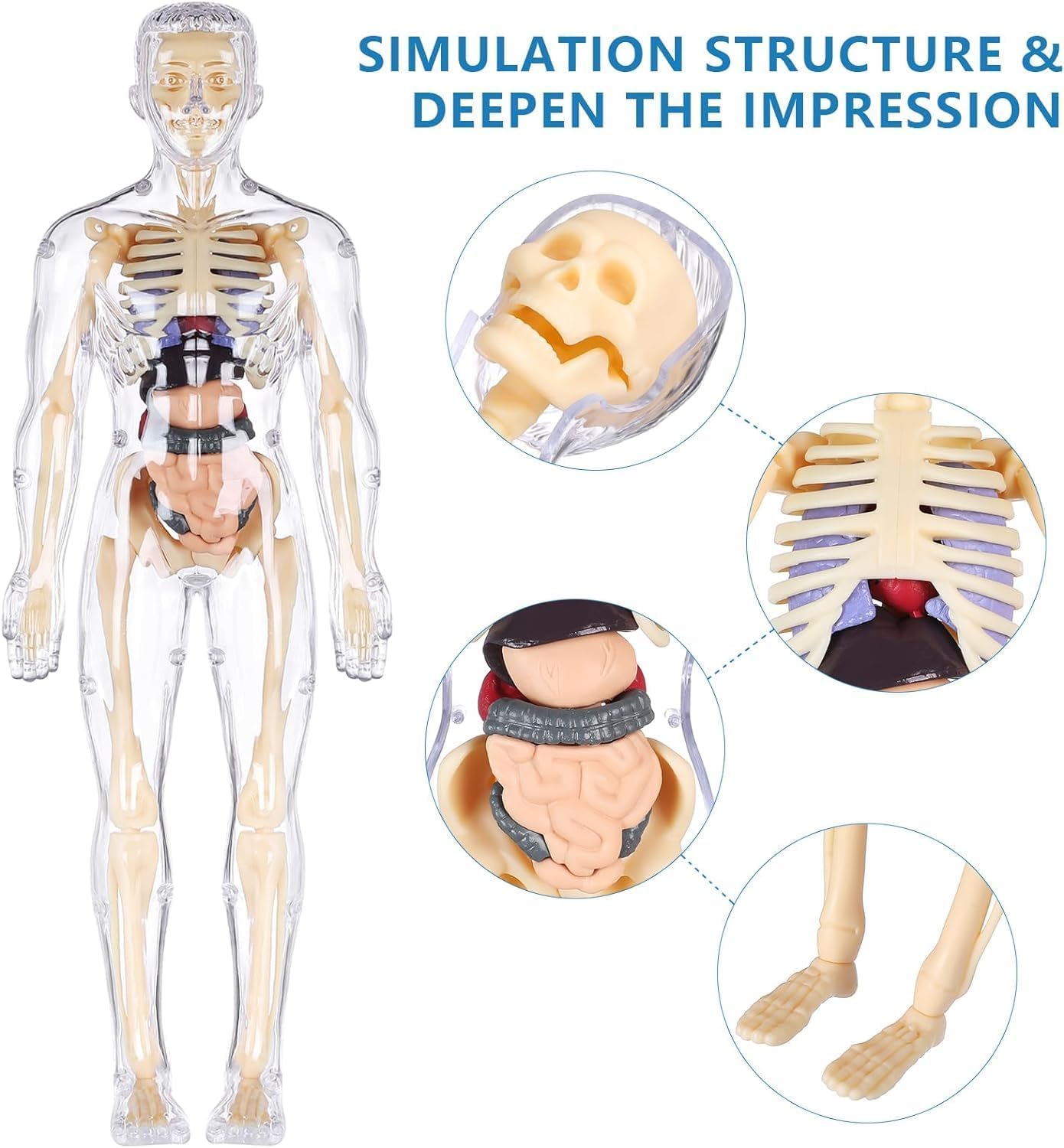 JBM ENTERPRISE Science kit Human Body Structure Model Toys for Kids | 3D Body Organs & Skeleton Model | Stem Educational Science Kit for Anatomy | Best Gift for Projects & Learning - Image 5 thumbnail