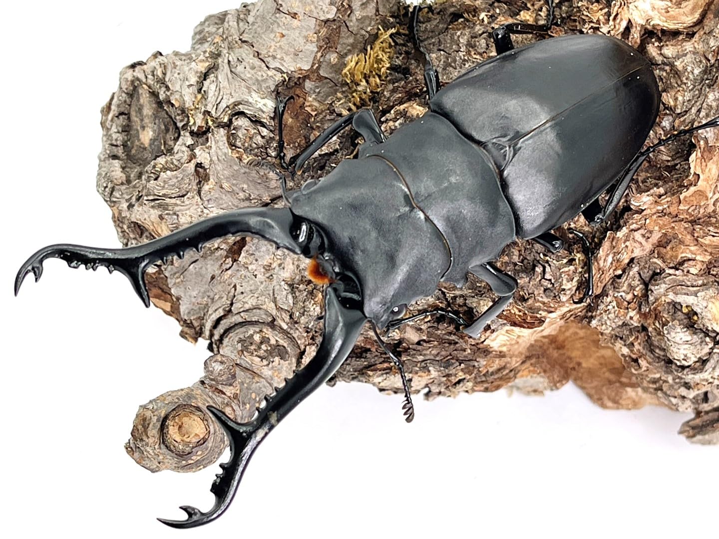 Amazon | (オスメスペア)ケース・ゼリー付き【DDA】ギラファ