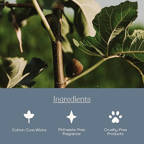 Miniatura 3 de Anecdote - Tarro de vela de cera de soja de coco para adultos, vertido a mano de primera calidad y de larga combustión, aroma de higo y cachemira,