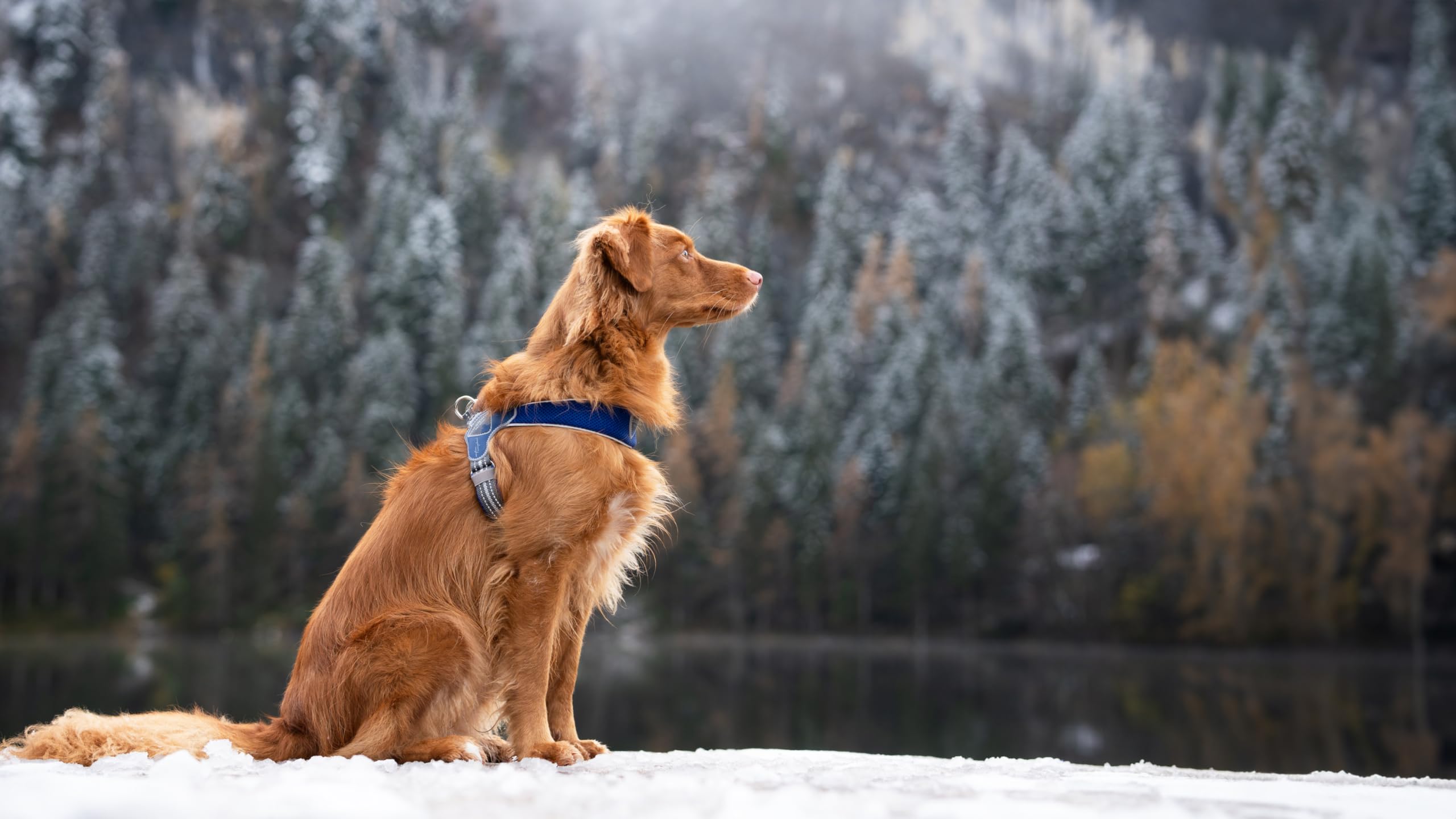 Pettorina Cinquetorri Per Cani Piccoli E Medi - Morbida, Traspirante, Turchese Taglia 1 - Foto 8