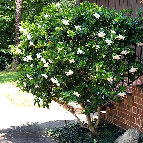 Miniatura 2 de Gardenia Veitchii - Siempre en Flor - Gardenia Jasminoides. Arbusto Perenne Fragante con Follaje Brillante y Flores Blancas Puras, Perfecto para
