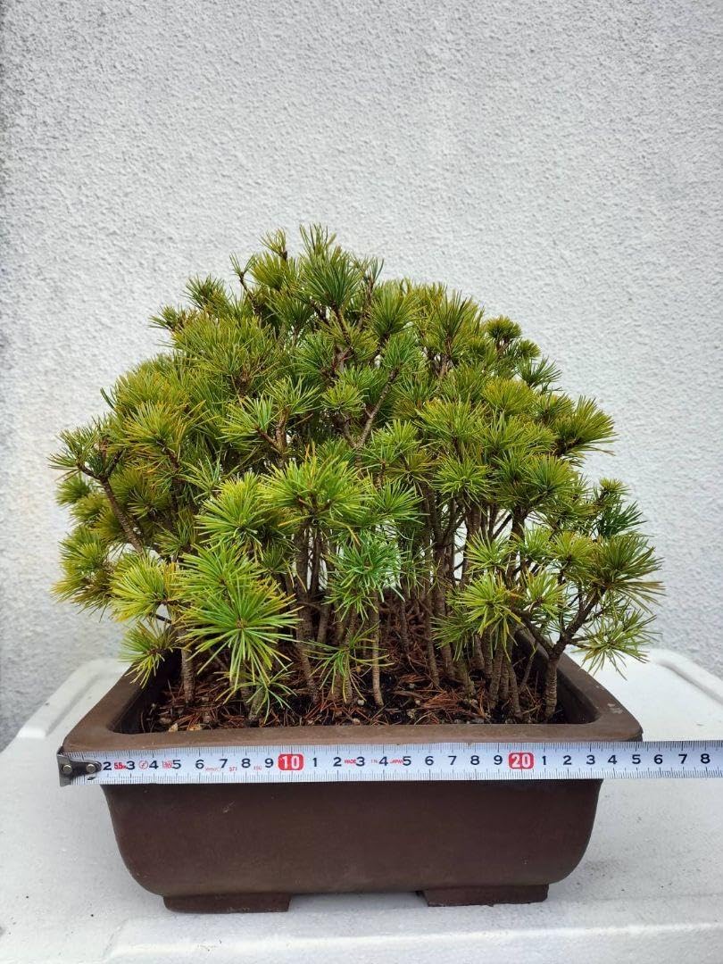 四国五葉松 赤石?石鎚 盆栽 実生苗69 本 四国五葉松 赤石?石鎚 盆栽 実生苗69 本