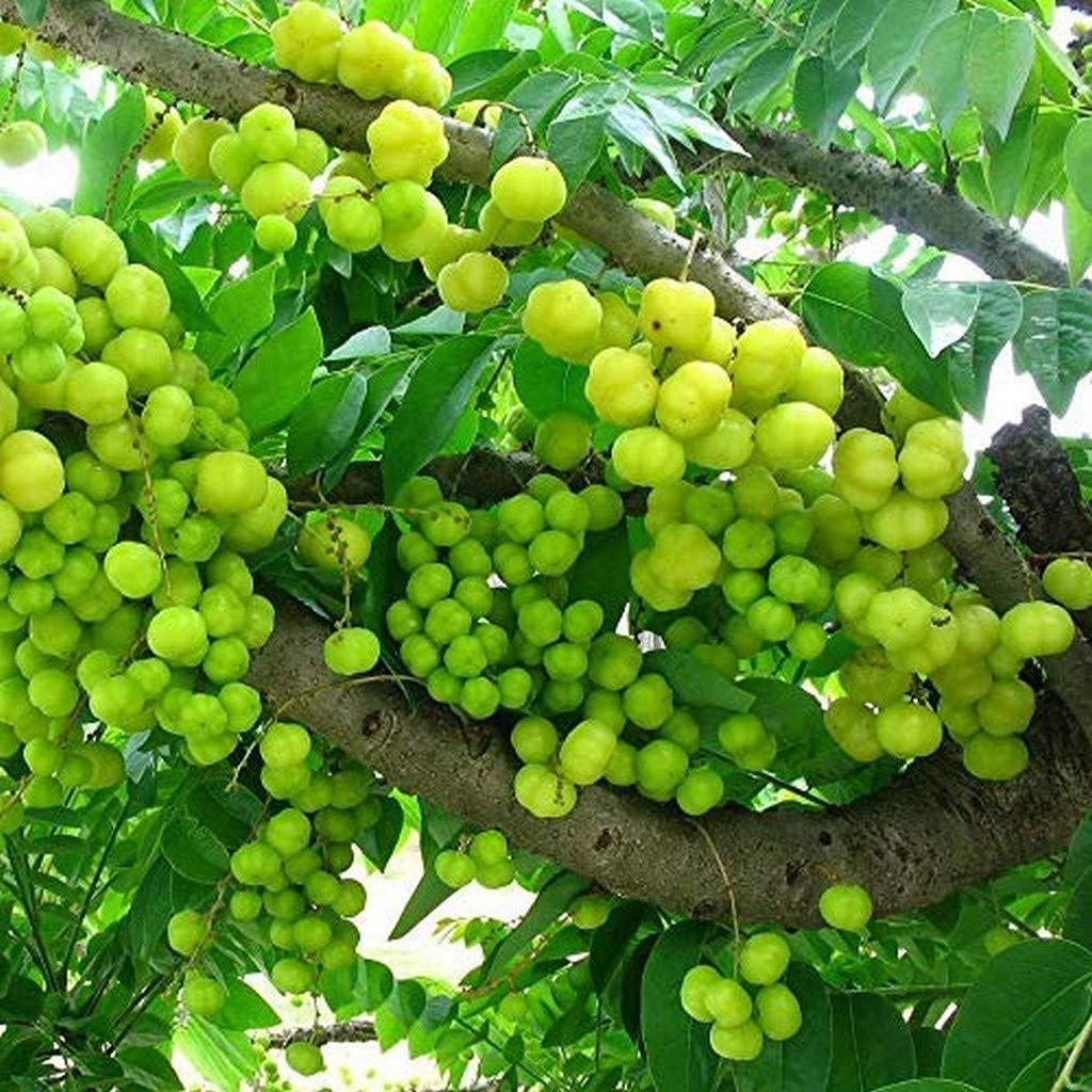 See full amazon price history chart for Creative Farmer Amla (Small Size Fruit) Rai Amla, Indian Goosberry, Phyllanthus Acidus Plant (PLANT-149-NELLI#A369ll@) Creative Farmer Amla (Small Size Fruit) Rai Amla, Indian Goosberry, Phyllanthus Acidus Plant (PLANT-149-NELLI#A369ll@) (B08Q8L92KT) Amazon Price History, Amazon Price Tracker