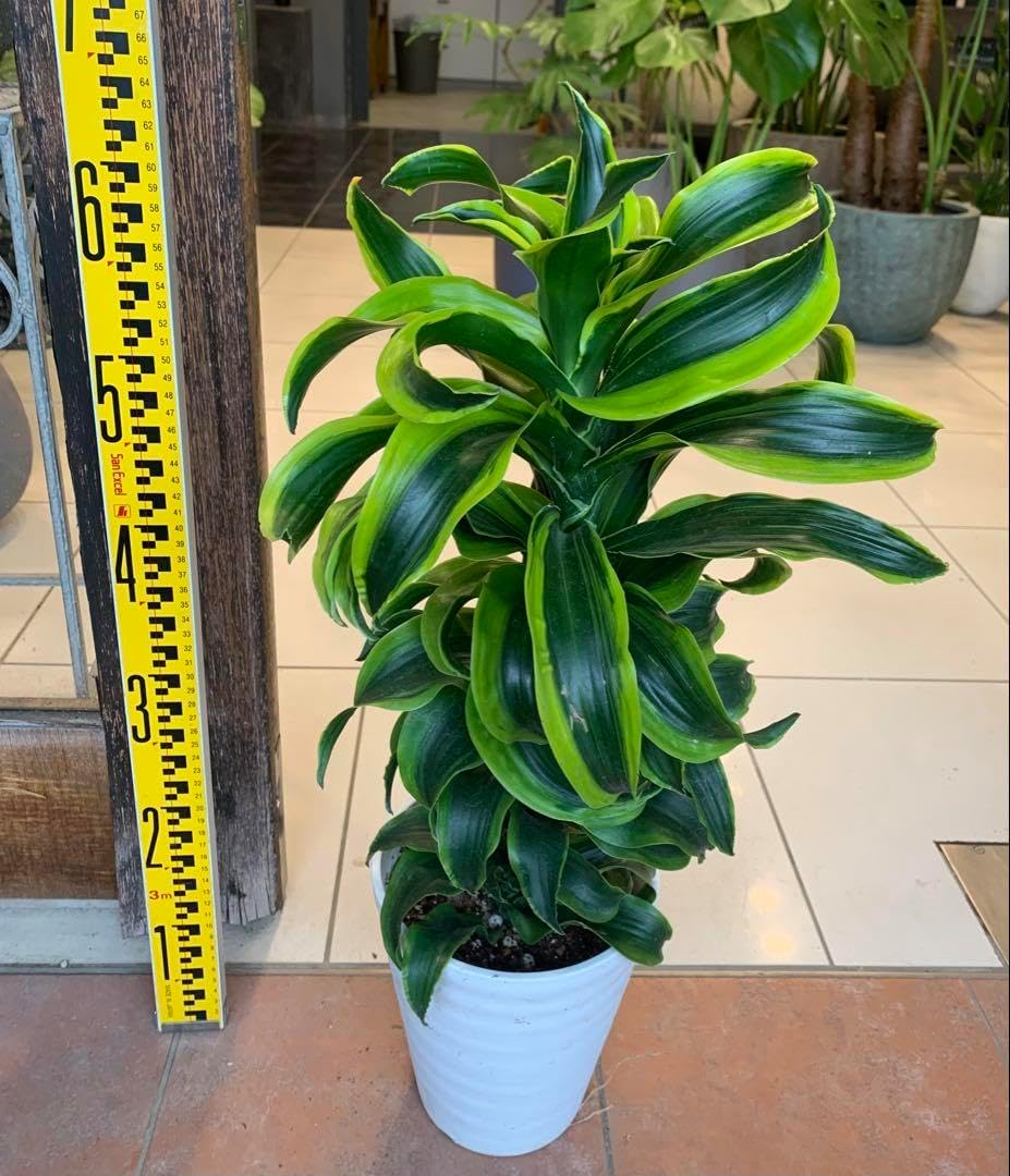 TSUTSUMI ゴールド フラワー クローバー ピアス クローバー ブランド