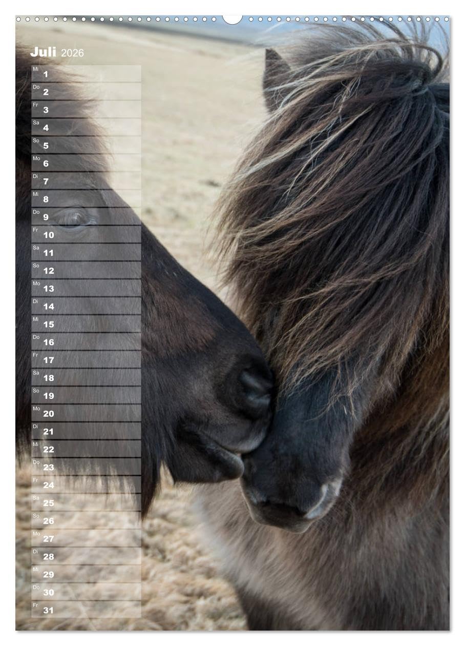 Mein ISLANDPFERDE Planer - Geburtstage, Hof-Feste, Turniere (hochwertiger Premium Wandkalender 2026 DIN A2 hoch), Kunstdruck in Hochglanz: Geburtstage, Hof-Feste und Turniere (CALVENDO Tiere)