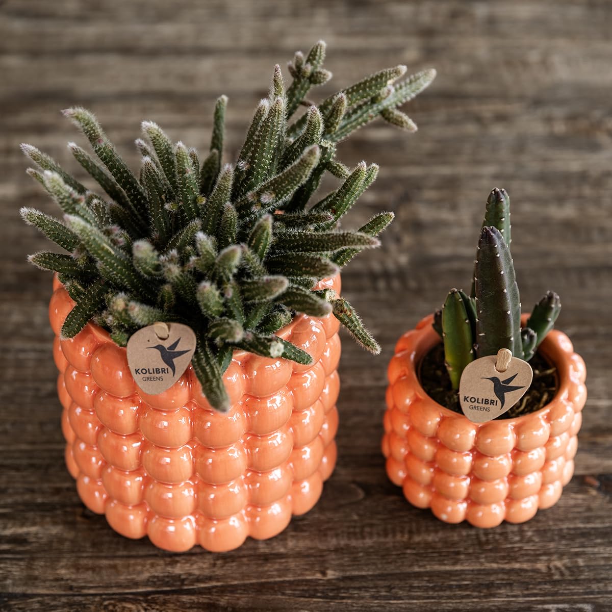 Set de Plantas con Orquídea, Decoración, Naranja, Macetas de Ø9 y Ø6 cm