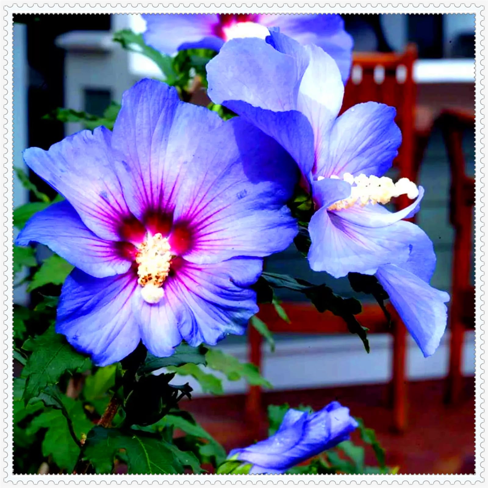 Perennial, Brilliant Hibiscus Bulbs,for Stunning Garden Displays-3 Bulbs-D