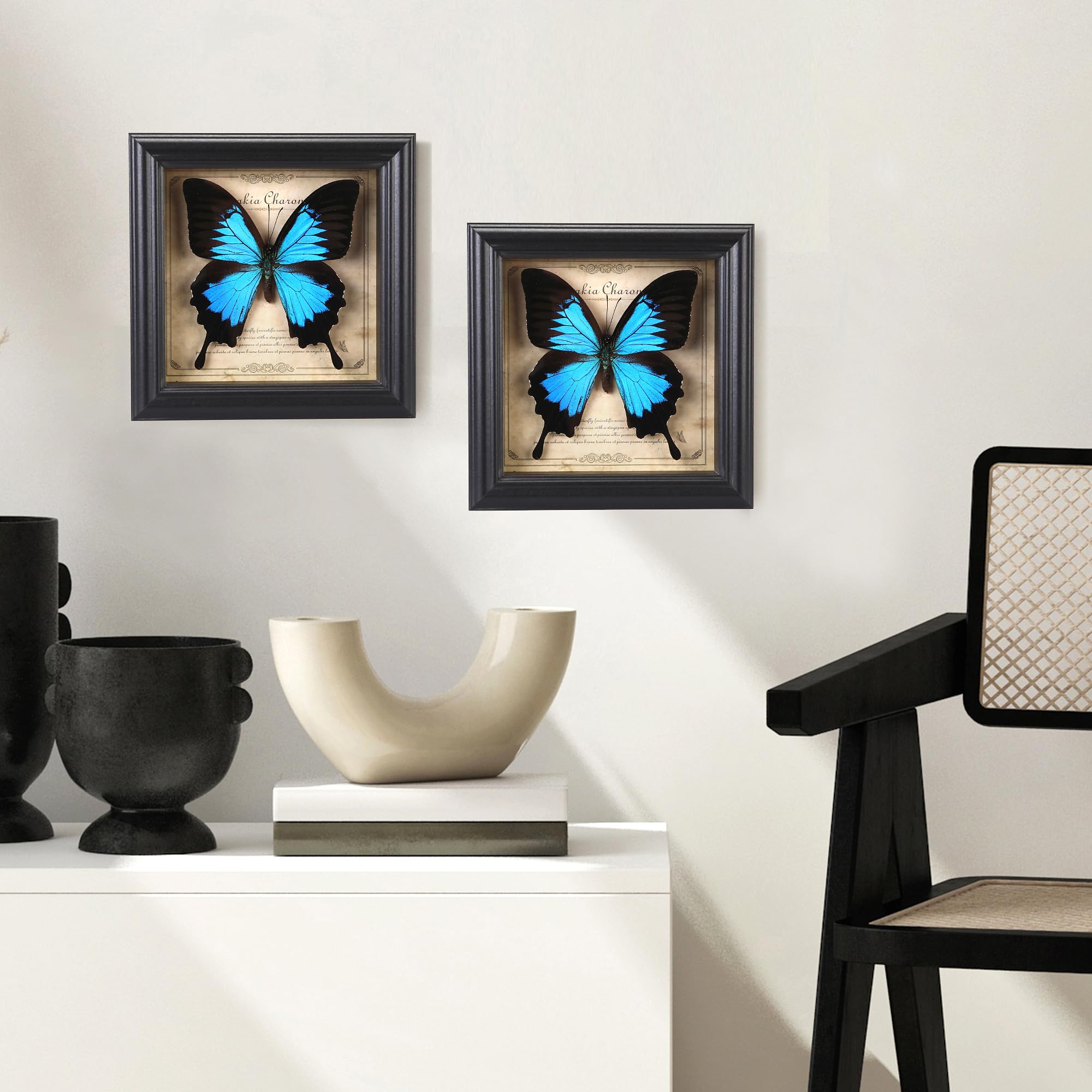 Marco de fotos de espécimen de mariposa, caja de sombra de mariposa real (mariposa de golondrina celestial)