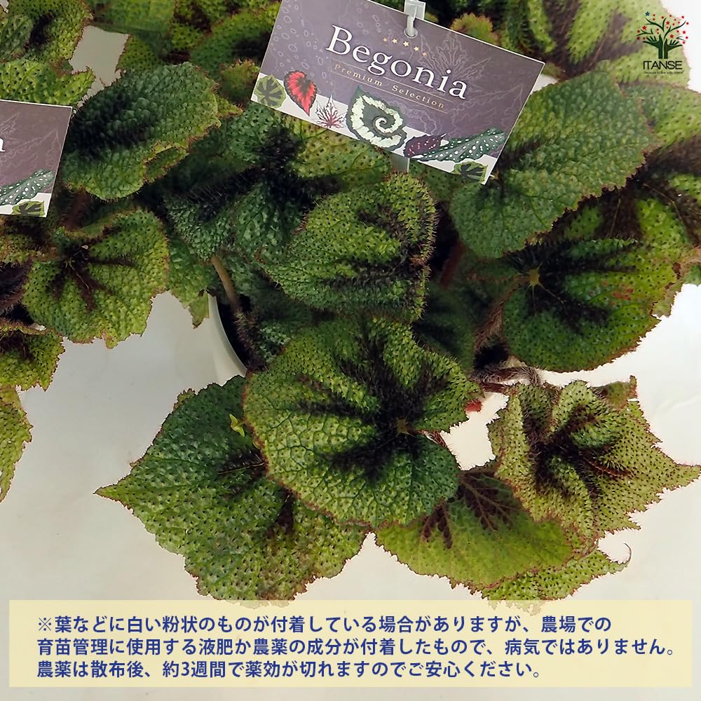 Amazon｜ITANSE 根茎性ベゴニア マソニアナ シルバー(アイアン