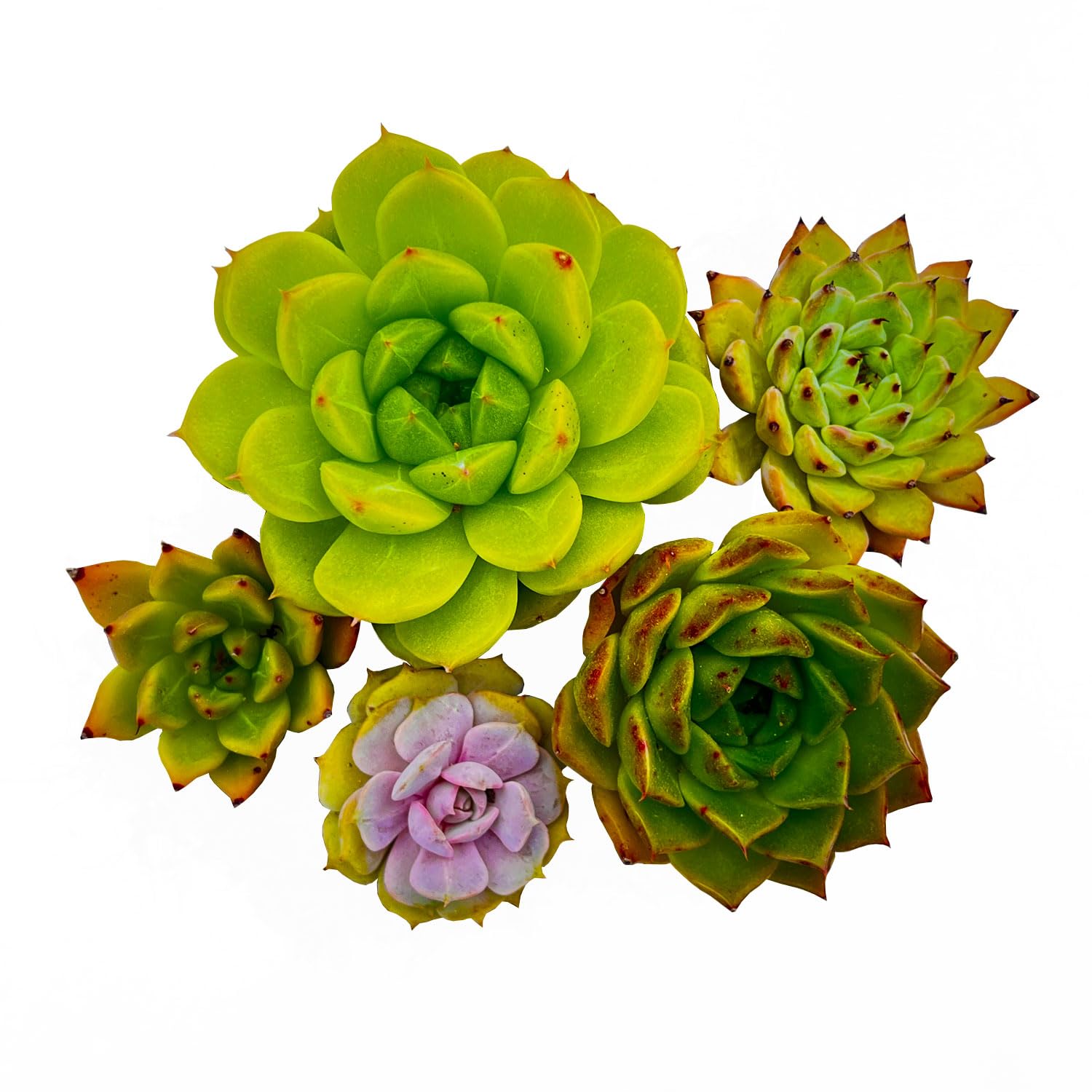 Amazon.co.jp: 【Succute】エケベリア 多肉植物 韓国苗（発根済み抜き