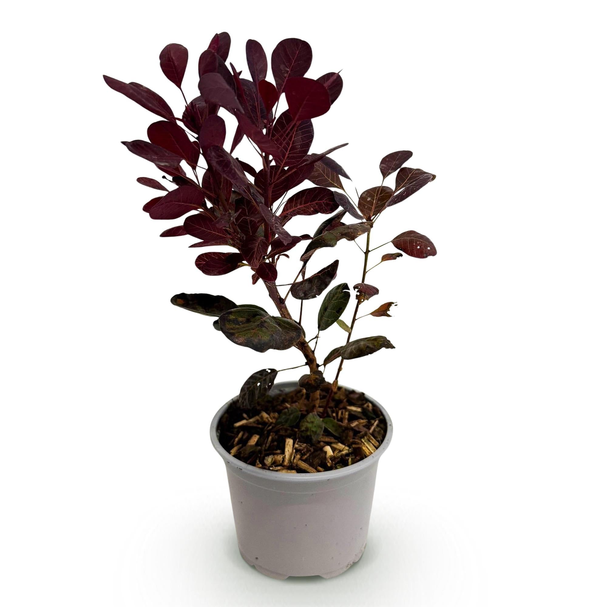 Cotinus coggygria Lilla – 3 rośliny – 12 cm – wysokość ok. 35 cm – liściasta peruka z fioletowymi letnimi kwiatami i fioletowymi liśćmi – łatwa w pielęgnacji, na grządkę, taras i balkon