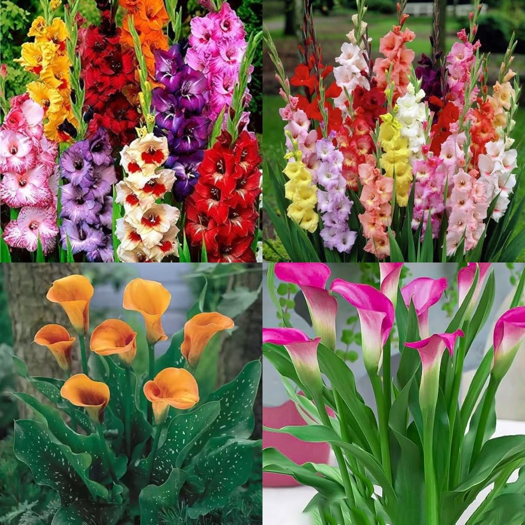 Oriental lily flower plant bulbs, Beautiful Garden Flowers, Bright Blossoms All Season, 8 bulb