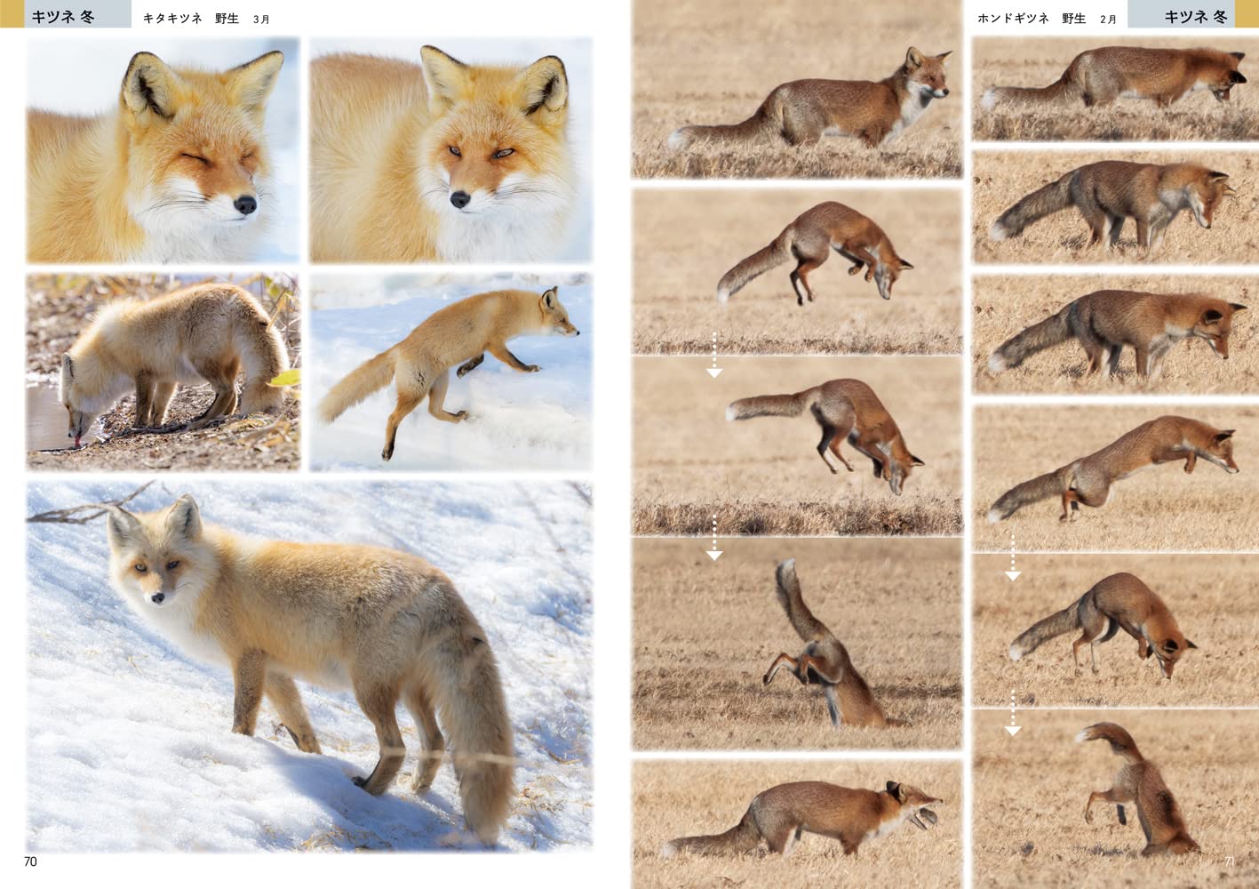 Amazon Co Jp 絵を描くためのキツネ タヌキ オオカミの写真集 Conta Cheng Ren Japanese Books