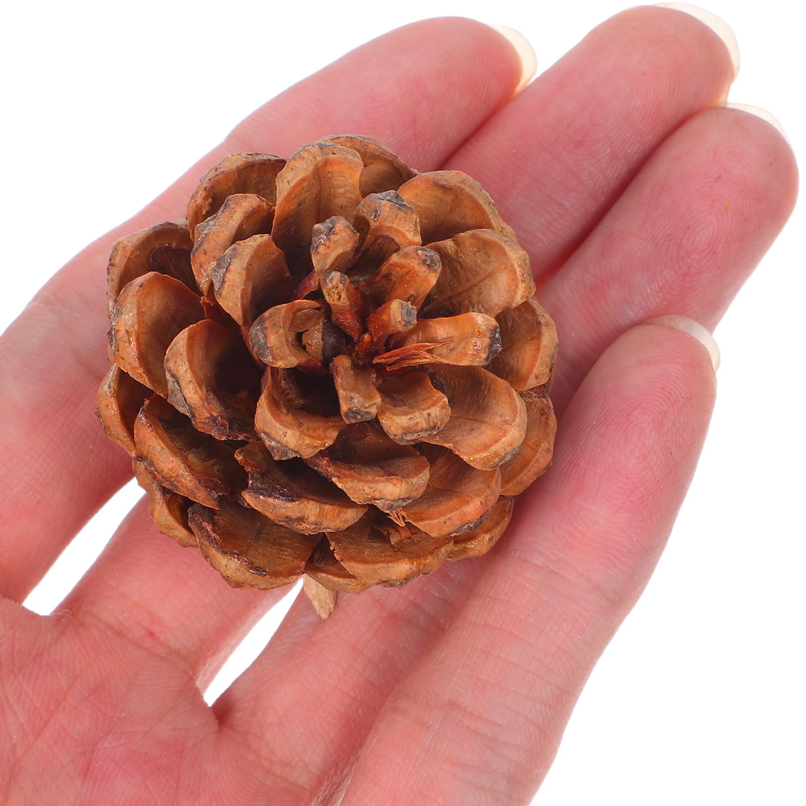 Ciieeo 130stücke Mini-Natur-kiefernzapfen für Herbst und Winterdekoration als Vasenfüller für Thanksgiving und Weihnachtsbastelarbeiten für DIY-projekte und Saisonale Dekorationen