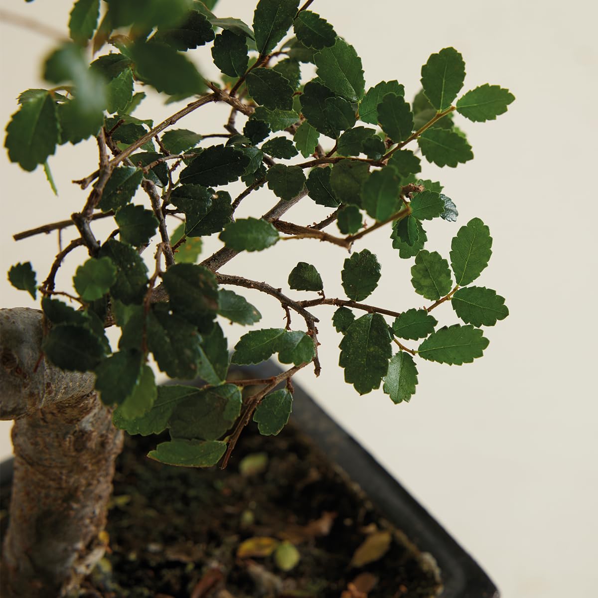 Bloomique - Bonsai Zelkova - S-Form - Bonsaibaum - Zimmerpflanzen - Höhe 20-30 cm - 15 cm breit - inklusive Keramiktopf und Schale