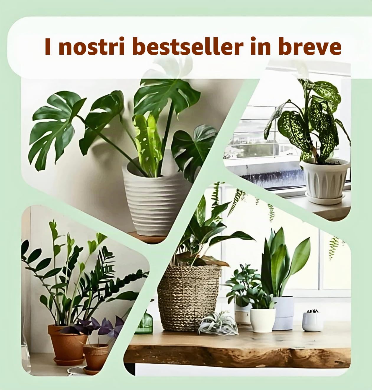 Set di 3 piante "erba gatta", +/- 20 – 30 cm, vaso dal diametro 10 – 15 cm, 3x erba gatta per casa e ufficio, atossica e adatta agli animali, qualità dal professionista delle piante, spedizione rapida