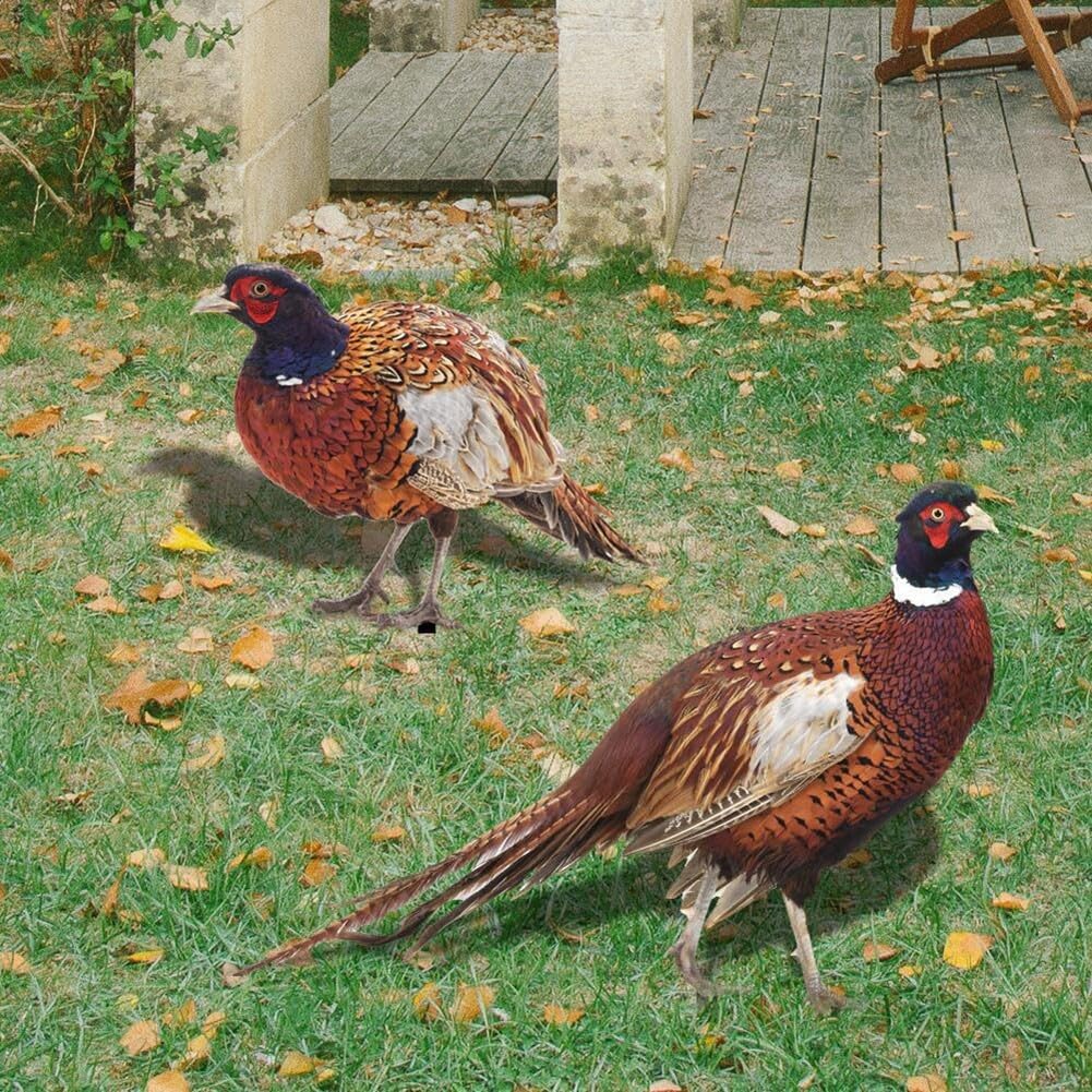 Eawfgtuw Realistic Pheasant Garden Ornaments, Lifelike Appearance for Your Garden (A)
