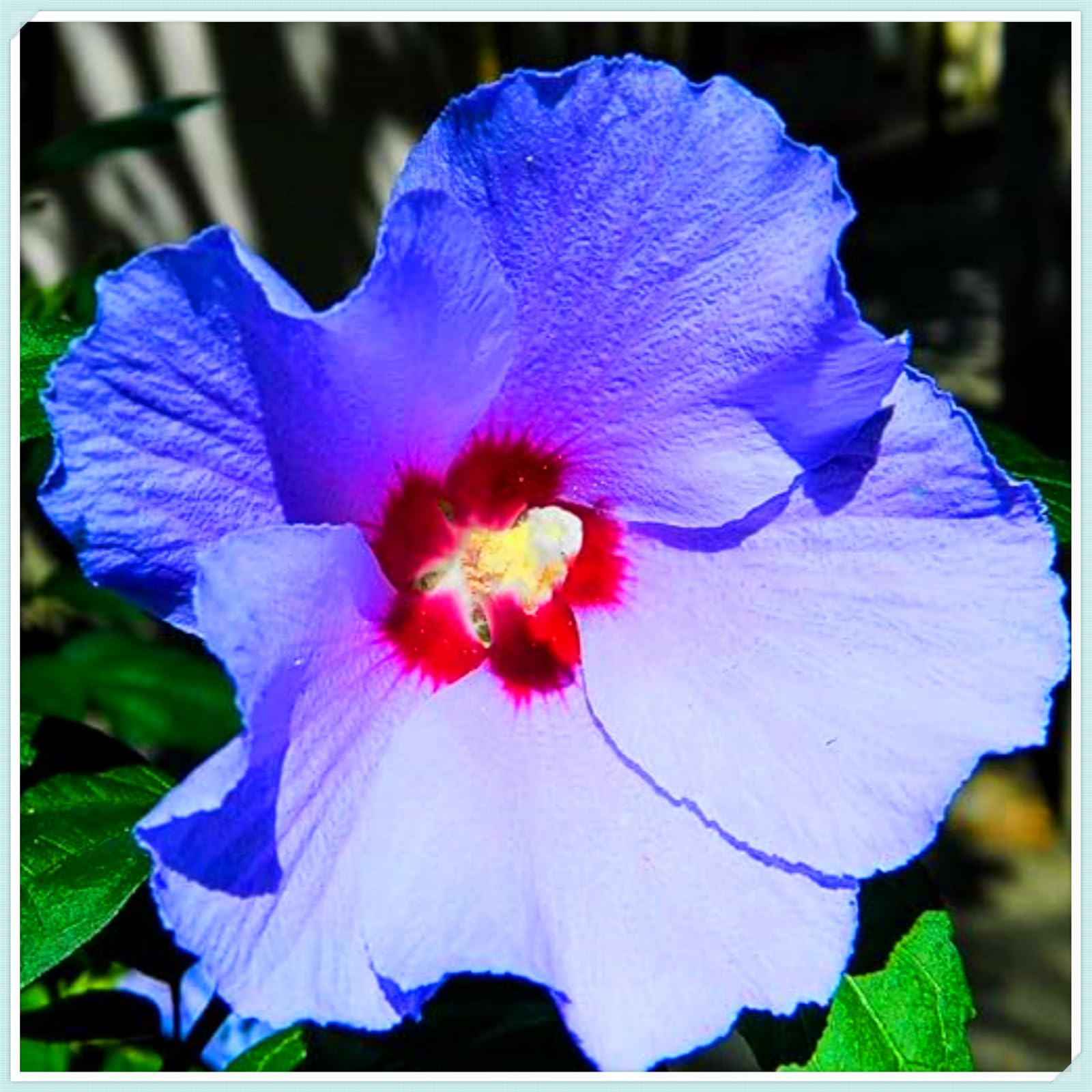 Perennial, Hibiscus Bulbs, Hardy, Professional for Beautiful Garden Displays-4 Bulbs-H