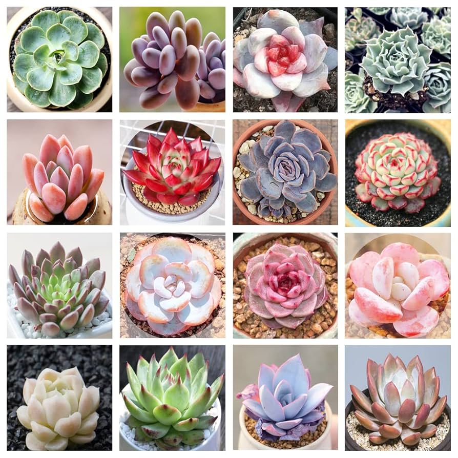 Amazon.com : 800+ Mix Succulent Seeds Rare Perennial DIY