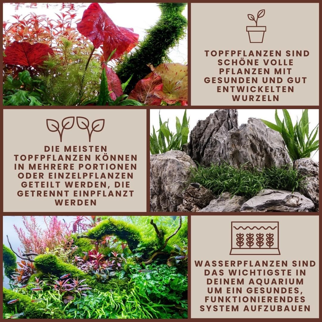 AquaOne Aquarium Pflanze 3 Stück Alternanthera reineckii 'Pink' I Wasserpflanze Aquariumpflanze Stängelpflanze voll durchwurzelt einfach pflegeleicht Aquascaping Dekoration