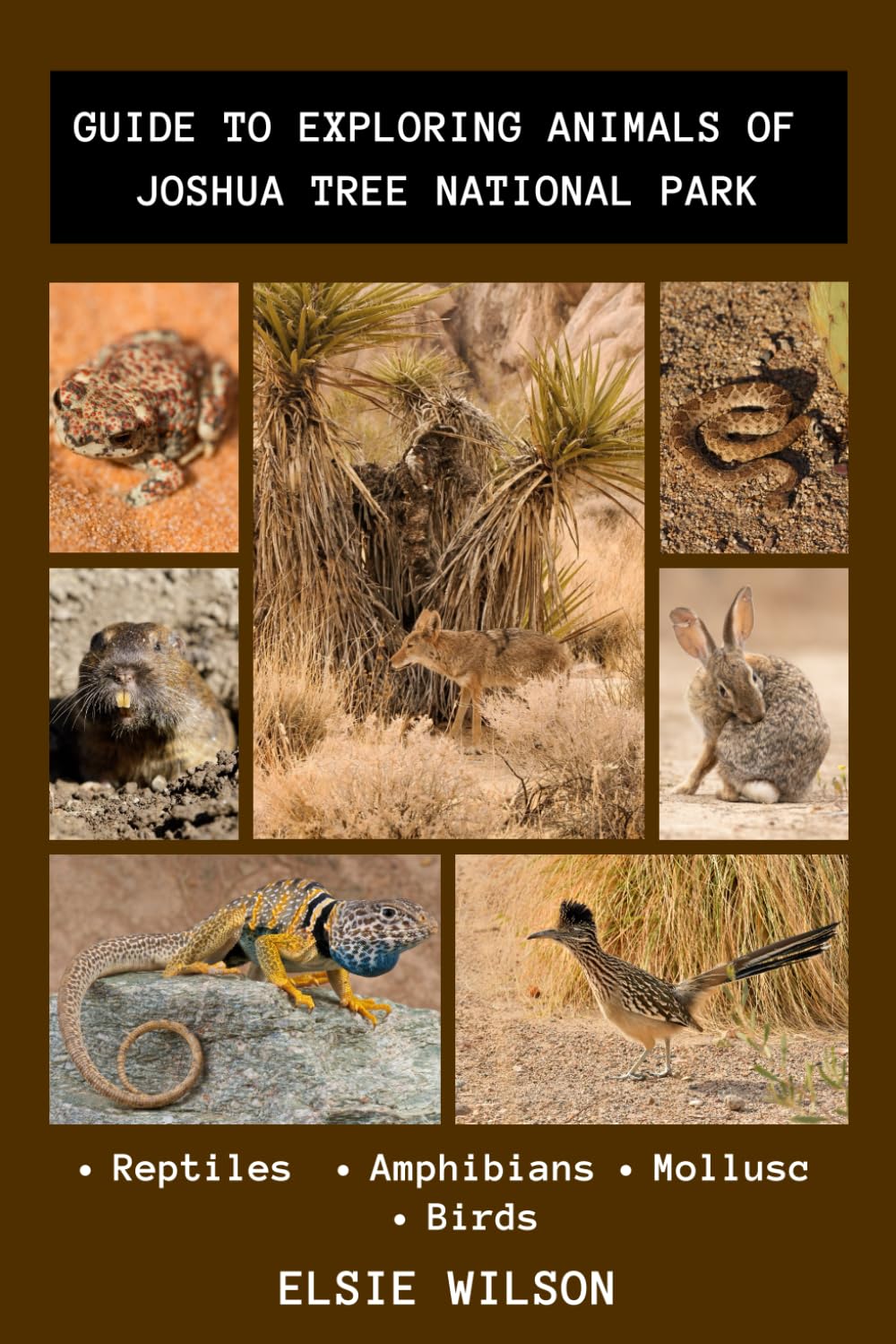 Guide to Exploring Animals of Joshua Tree National Park: Joshua Tree Fauna Guide