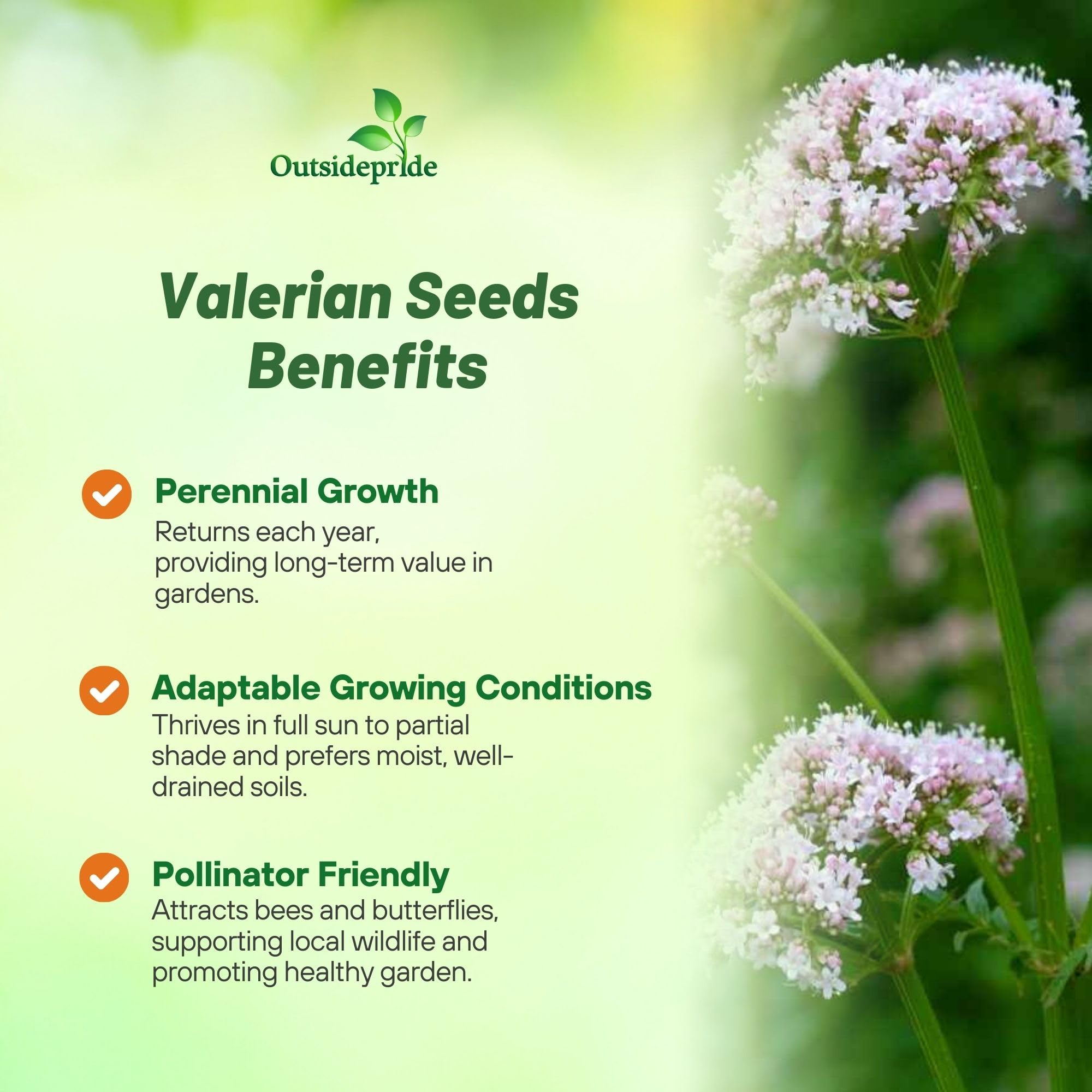 Benefits Of Valerian Root Superfood Profile: Nutrition Facts & Benefits Net Worth 2026: The Real Story Behind Income & Wealth