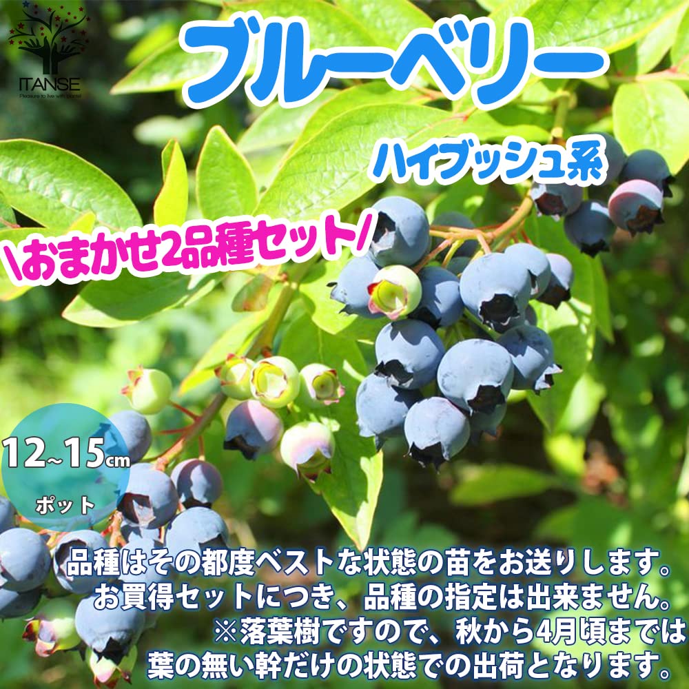 Amazon.co.jp: ITANSE ブルーベリーハイブッシュ系おまかせ12