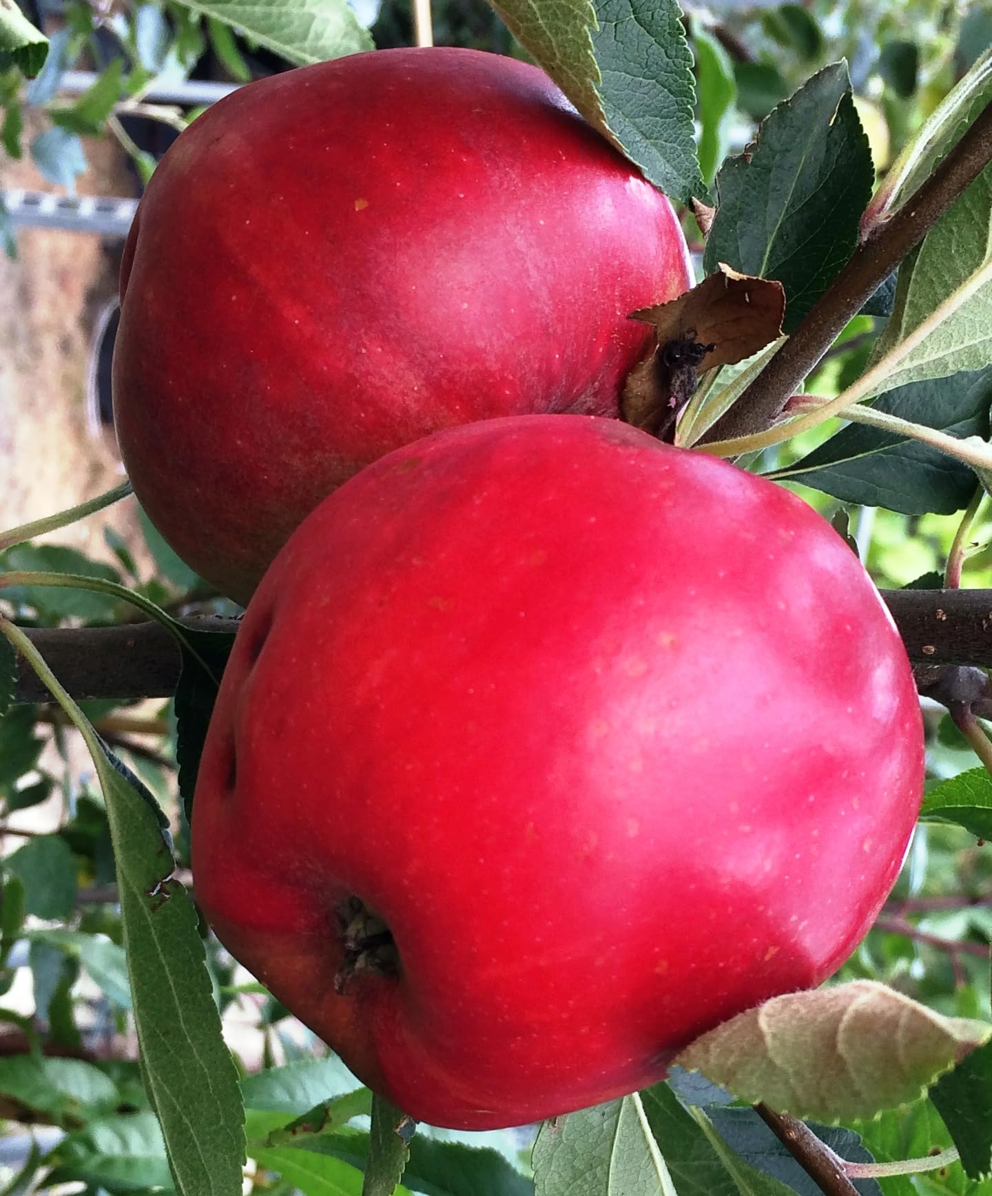 Apfel Sommerapfel Katja. Apfelbaum ca.160/180 cm, Tafelapfel